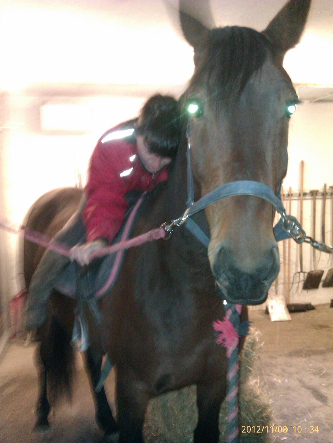 Anden særlig race Babe - Så kom Tina op på hende =) billede 20