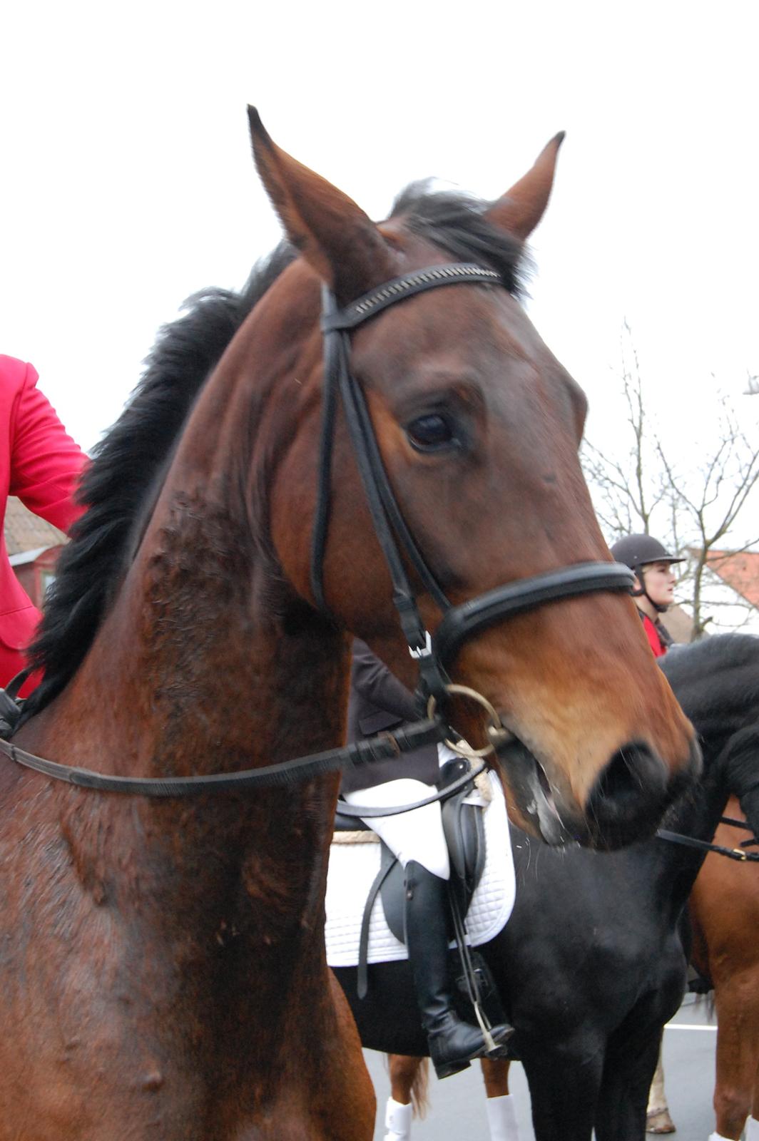 Anden særlig race Bruno Hartvig - November 2012 billede 14