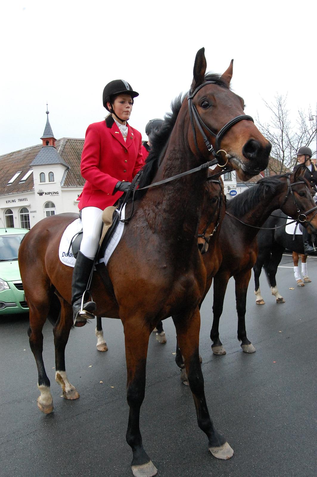 Anden særlig race Bruno Hartvig - November 2012, Bruno med til Bryllup :)  billede 15