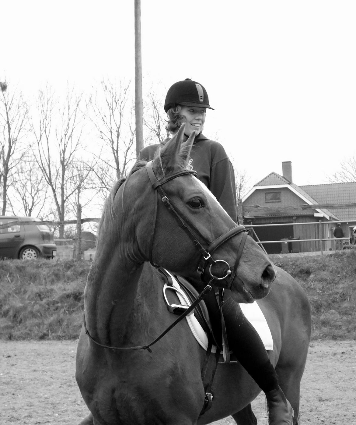 Dansk Varmblod Andina Solvang billede 3