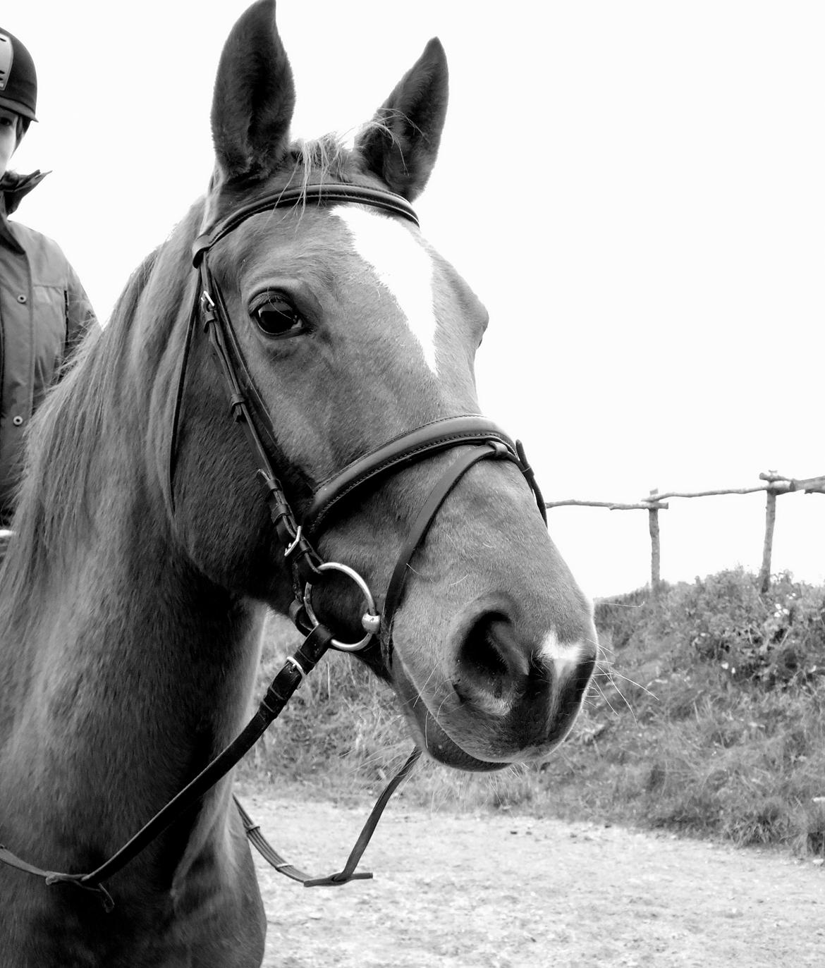 Dansk Varmblod Andina Solvang billede 5