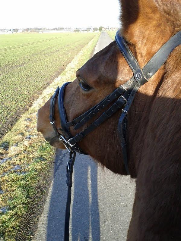 Dansk Varmblod Andina Solvang billede 6