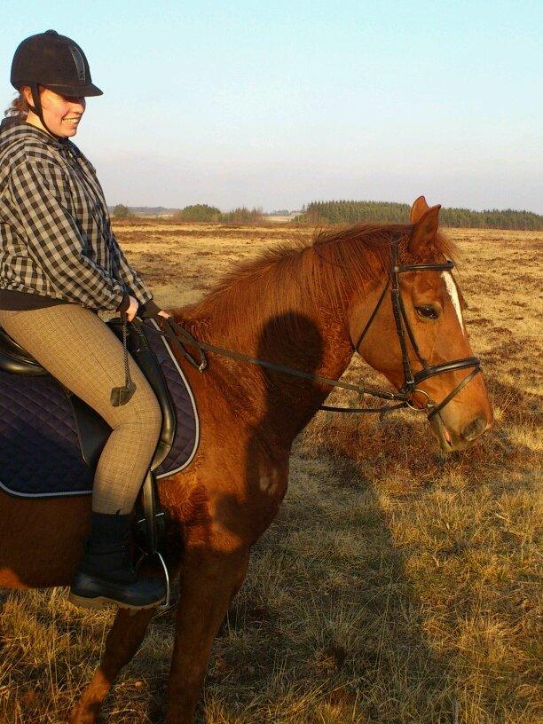 Dansk Varmblod Andina Solvang billede 7