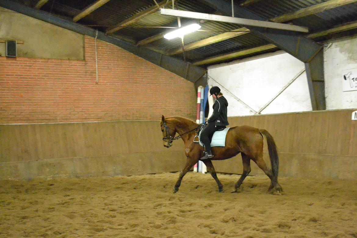 Dansk Varmblod Andina Solvang billede 8