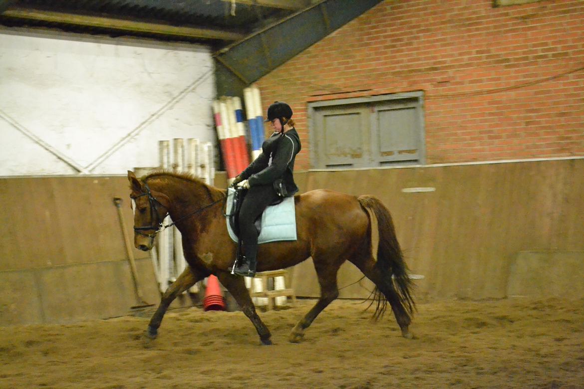 Dansk Varmblod Andina Solvang billede 9