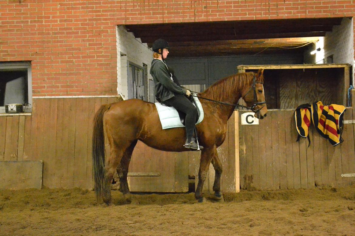 Dansk Varmblod Andina Solvang billede 10