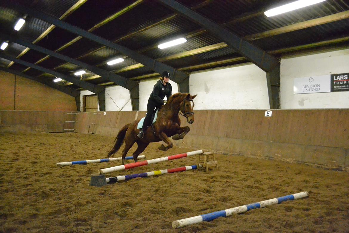 Dansk Varmblod Andina Solvang billede 12