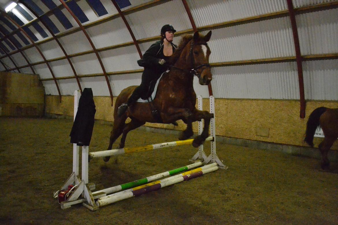 Dansk Varmblod Andina Solvang billede 13