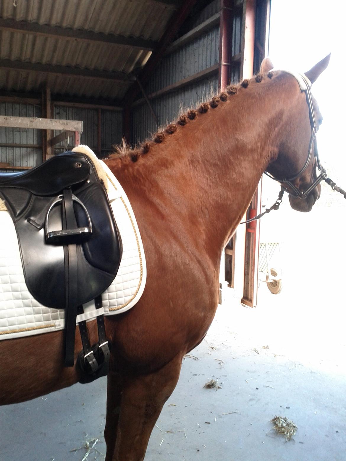 Dansk Varmblod Andina Solvang billede 14