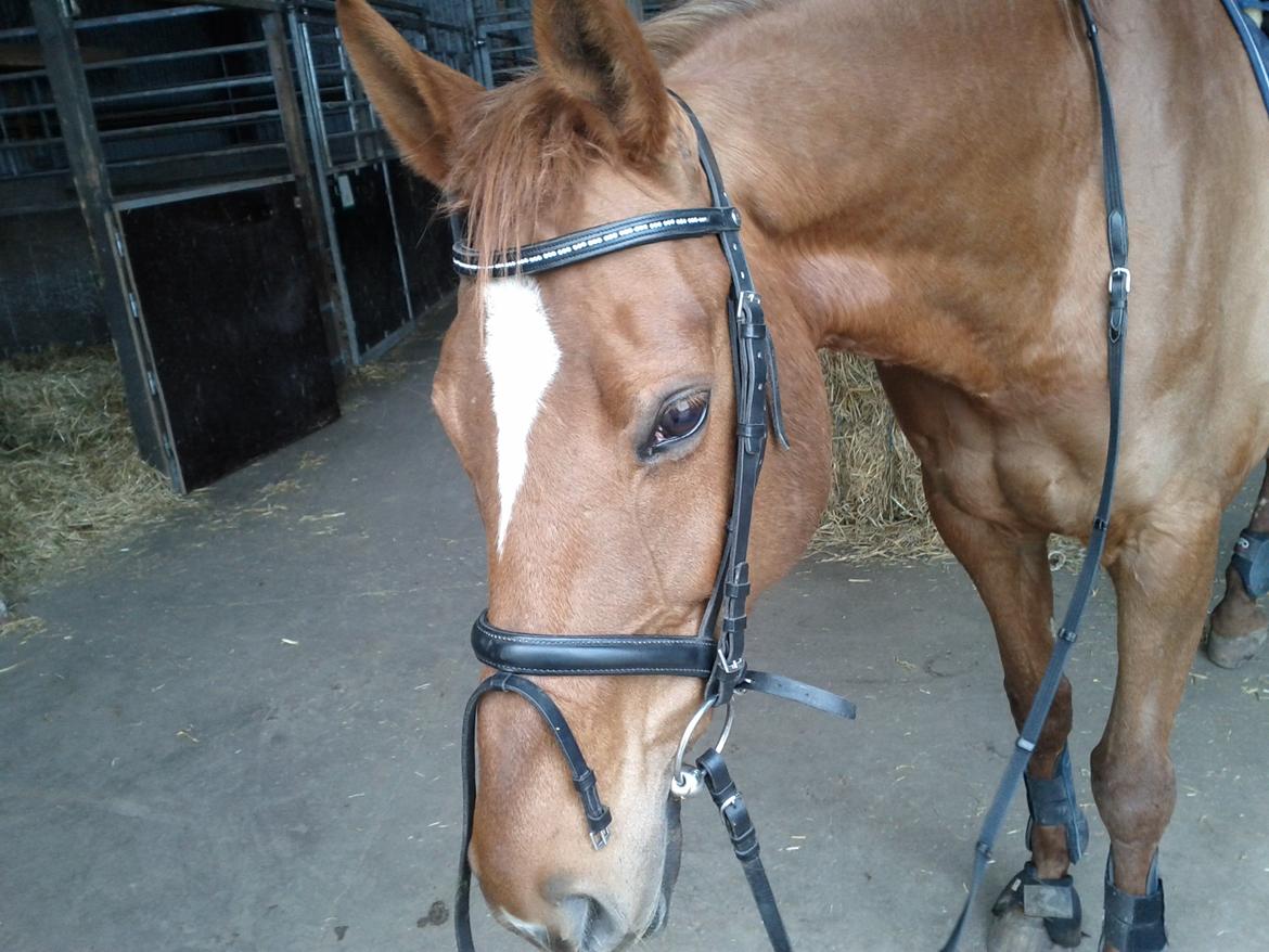 Dansk Varmblod Andina Solvang billede 15