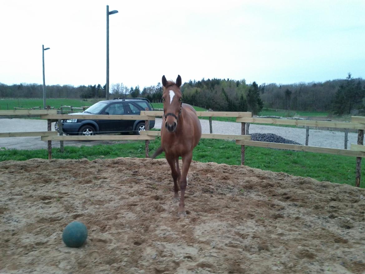 Dansk Varmblod Andina Solvang billede 16