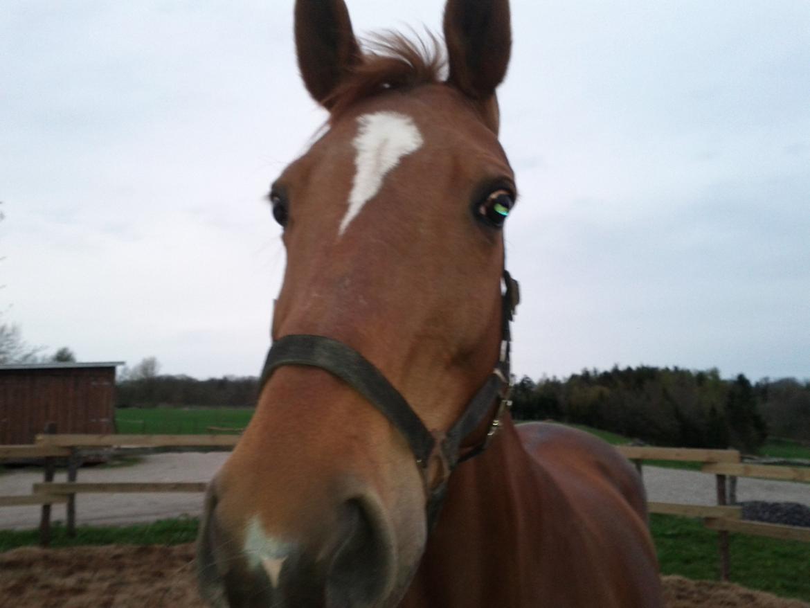 Dansk Varmblod Andina Solvang billede 17