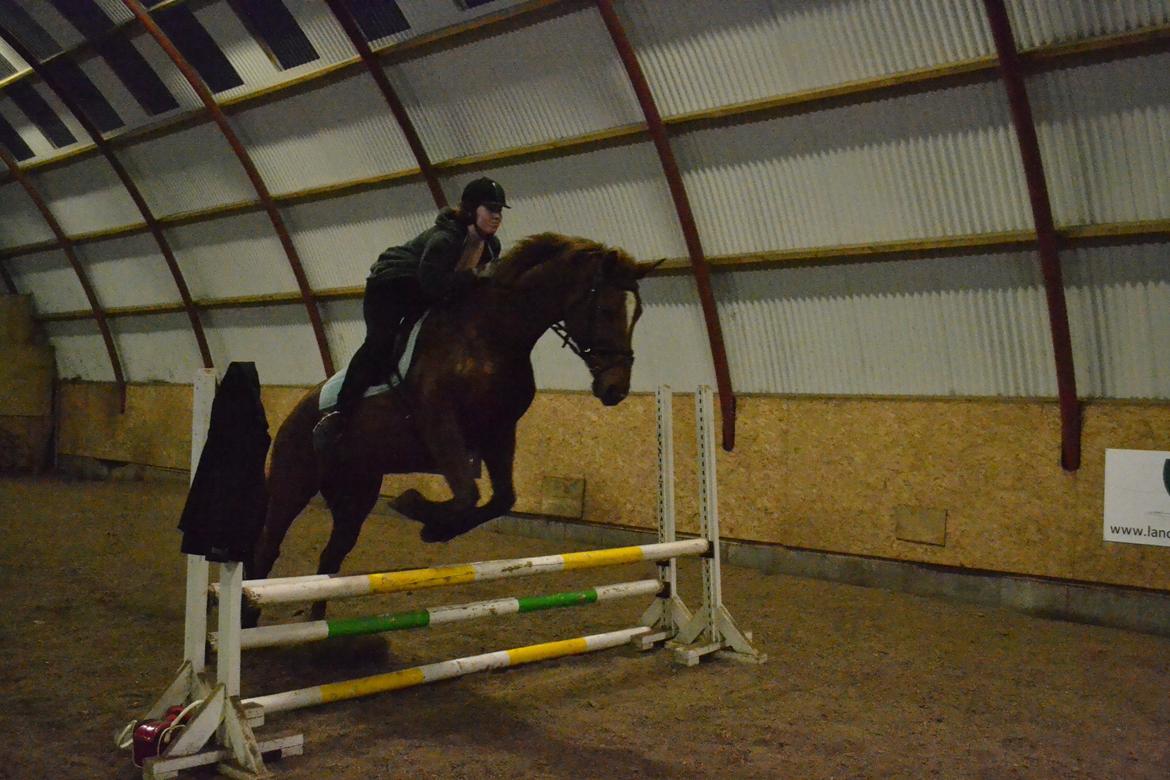 Dansk Varmblod Andina Solvang billede 18