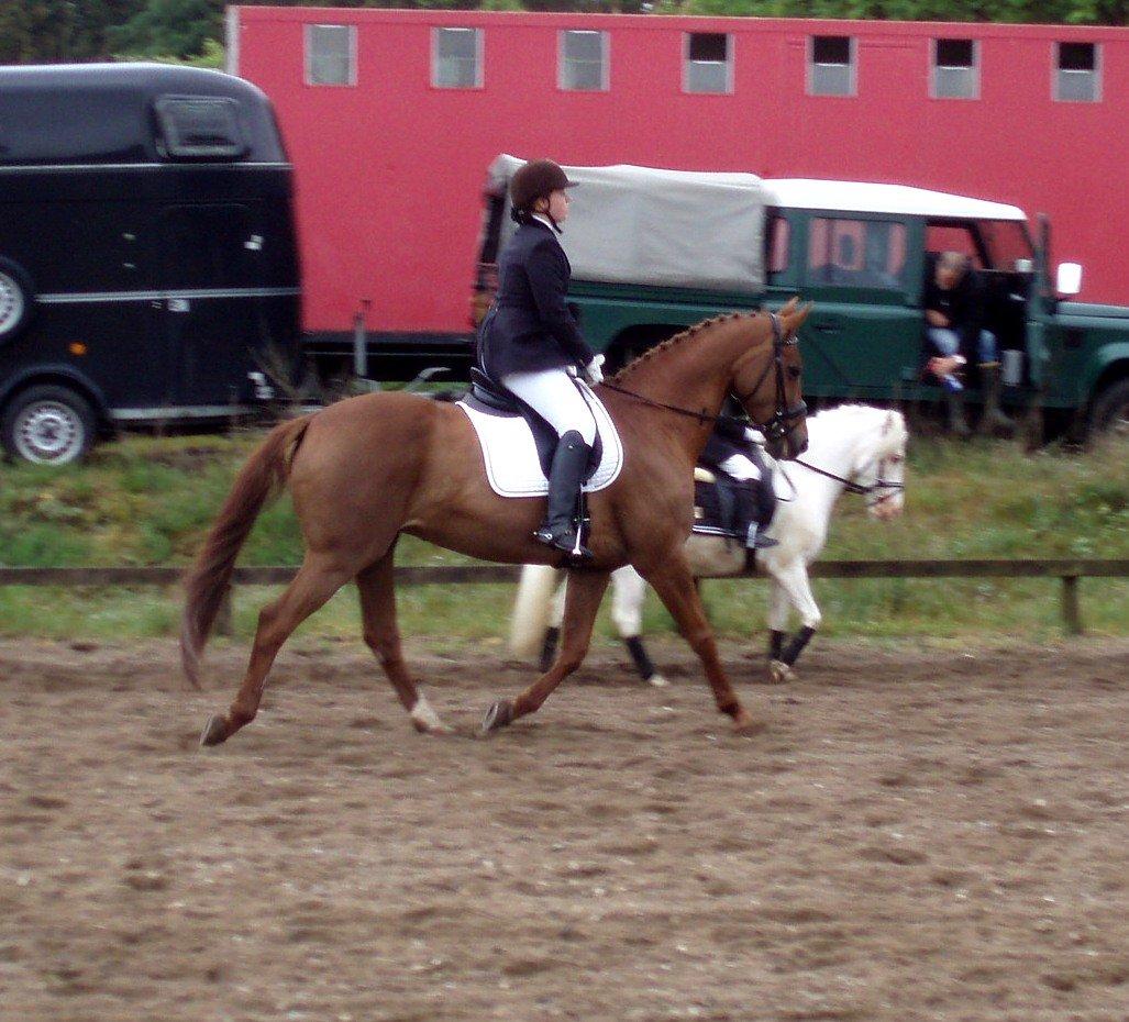 Dansk Varmblod Andina Solvang billede 11