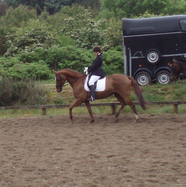 Dansk Varmblod Andina Solvang billede 19