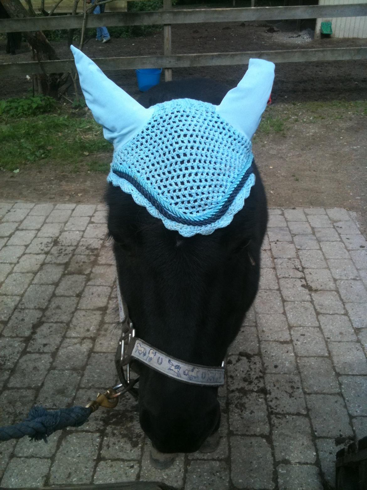 Shetlænder Paw af Ellebrud (himmelhest) - klar til springning:)!<3 billede 10