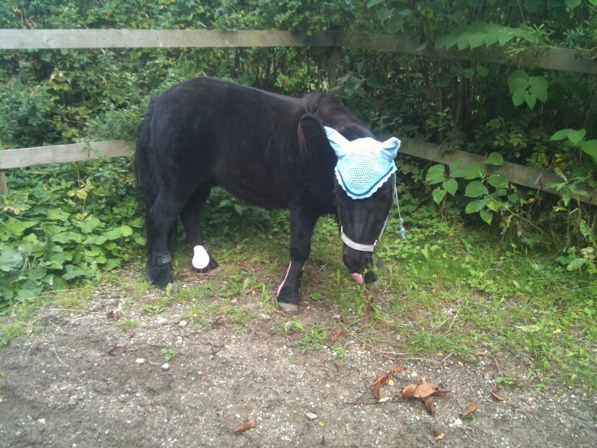 Shetlænder Paw af Ellebrud (himmelhest) - holder lige pause:)!<3 billede 11