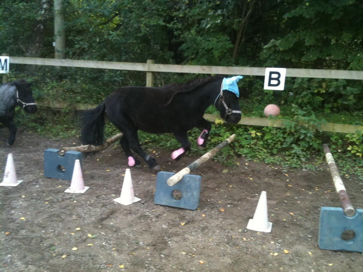 Shetlænder Paw af Ellebrud (himmelhest) - spring!!!!!!!!!<33 billede 12