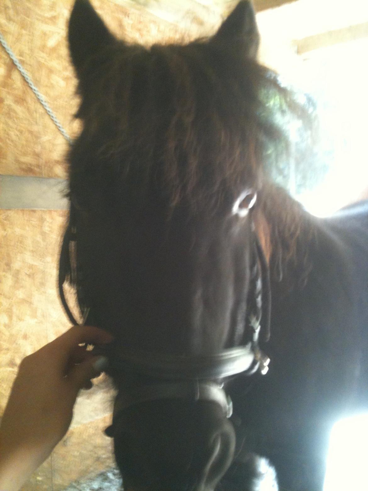 Shetlænder Paw af Ellebrud (himmelhest) - ny trense:) billede 13