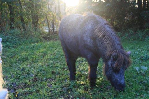 Shetlænder Skovgaard's Bon Jovi - Bon Jovi - her ca. 6 måneder gammel billede 10