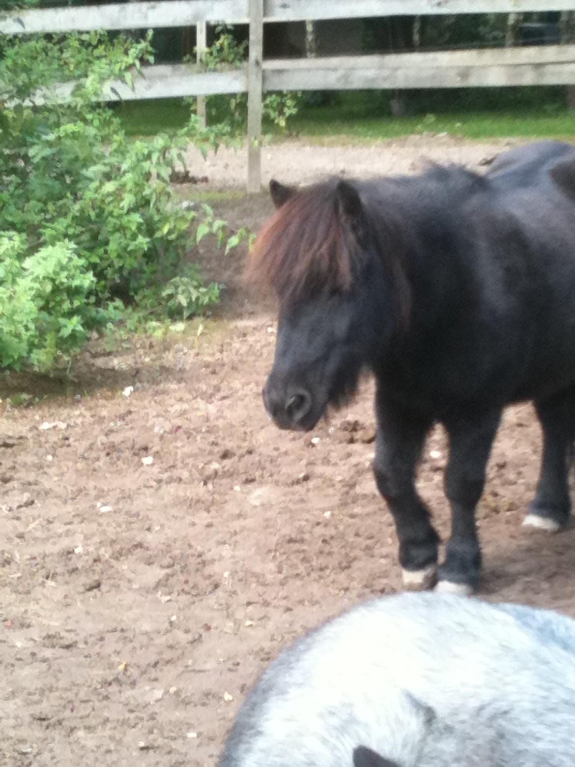 Shetlænder Paw af Ellebrud (himmelhest) - <3! billede 14