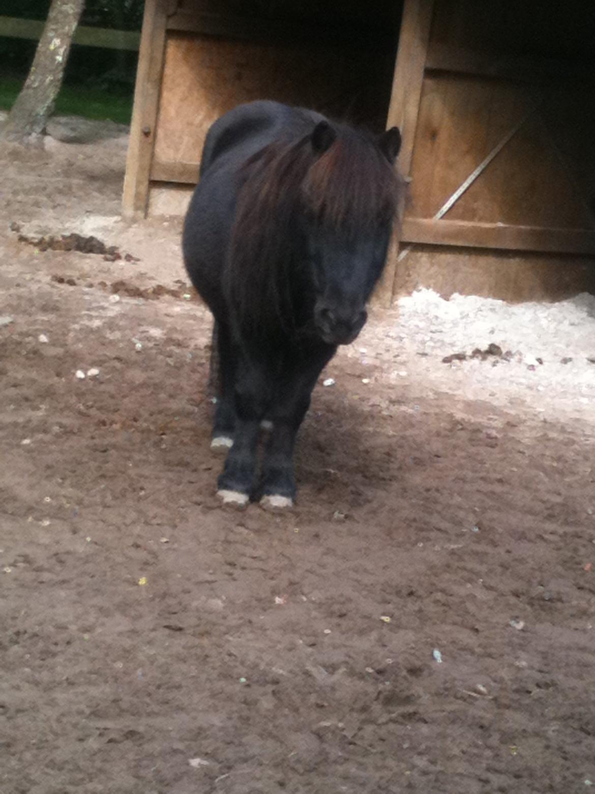Shetlænder Paw af Ellebrud (himmelhest) - hygger på folden:)!<333 billede 15
