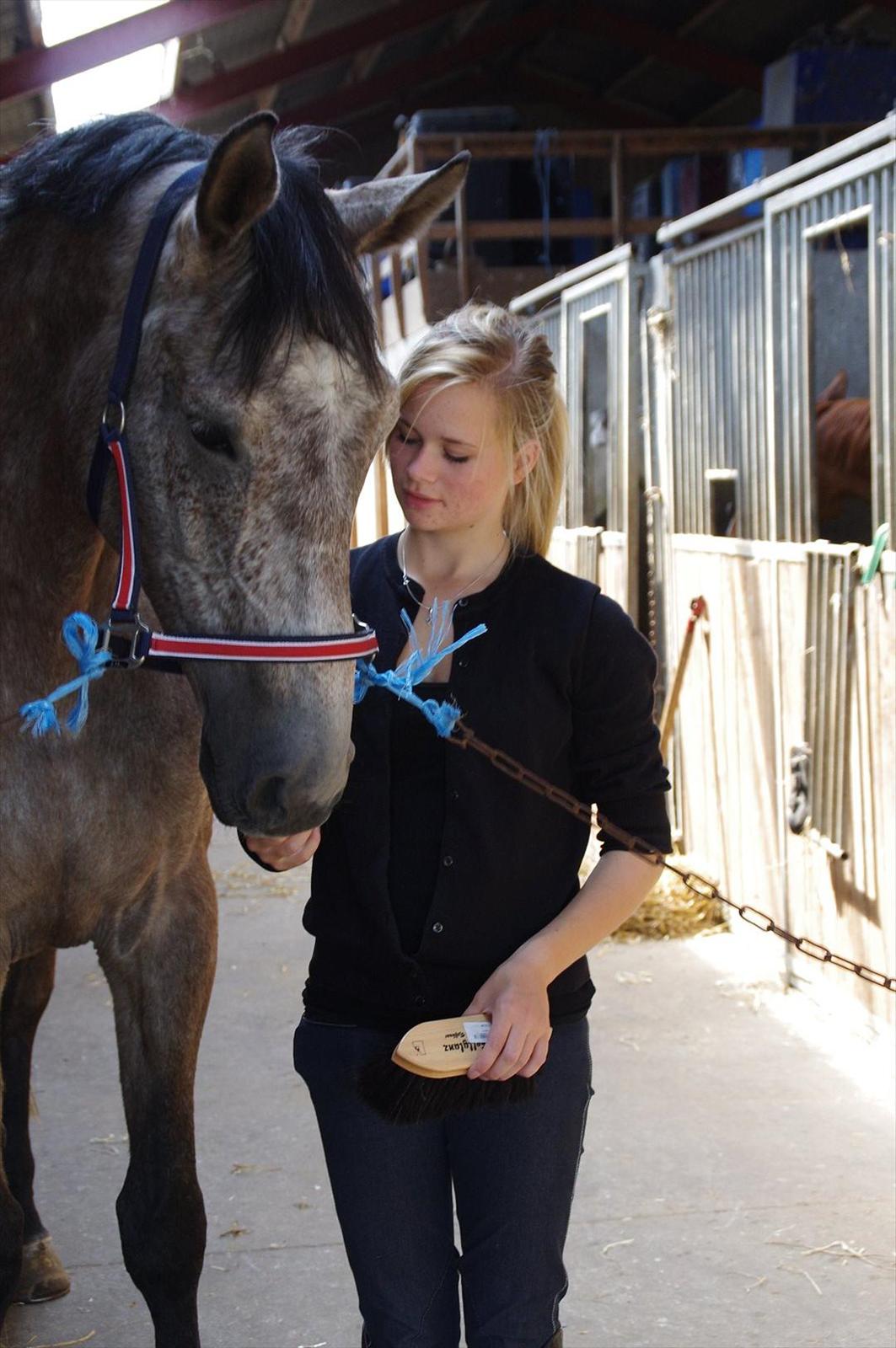 Dansk Varmblod Castello - I stalden kort efter jeg havde fået ham :-) billede 5