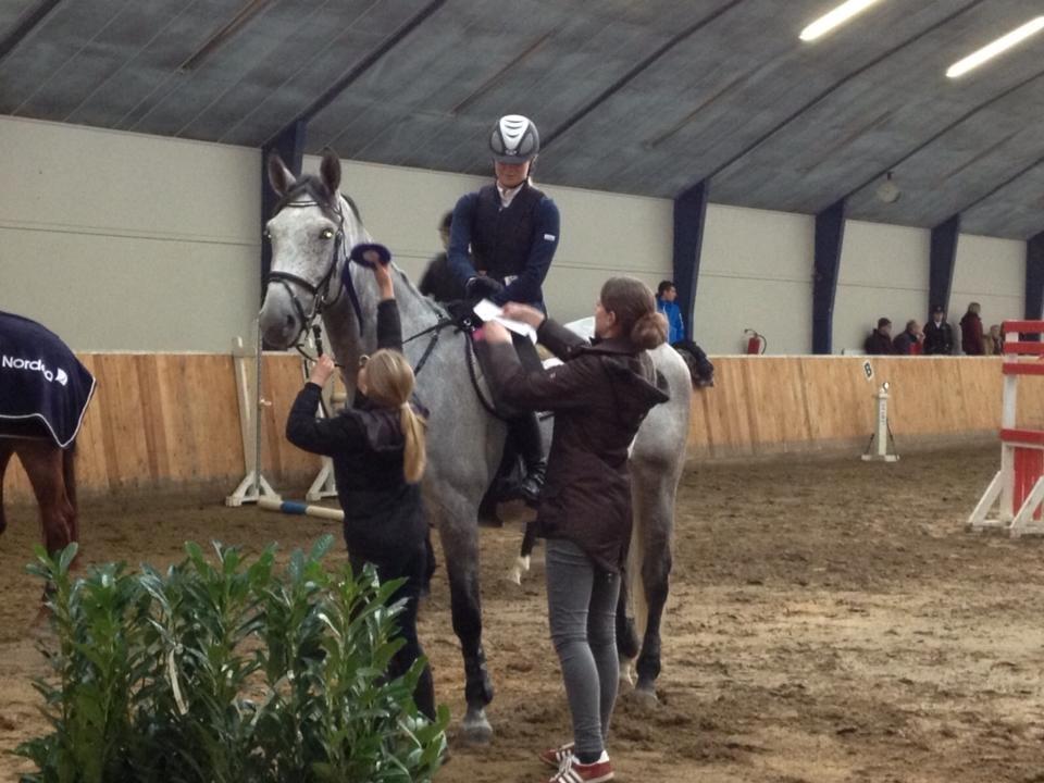 Dansk Varmblod Castello - Præmiedyr. Her til Nodea bank cup på Skårupgård sportsrideklub, november 2012 billede 10