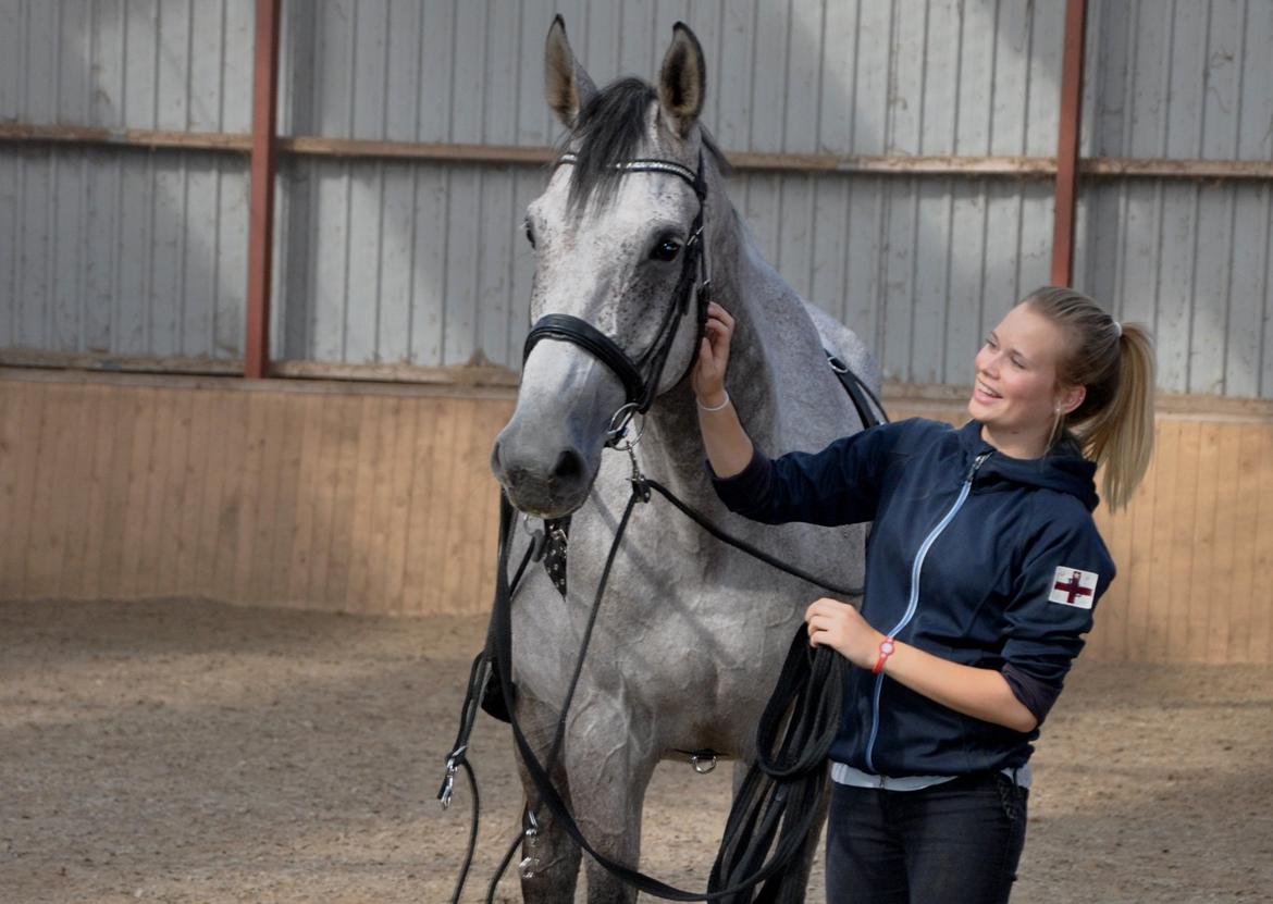 Dansk Varmblod Castello - Min ven! :-) billede 12