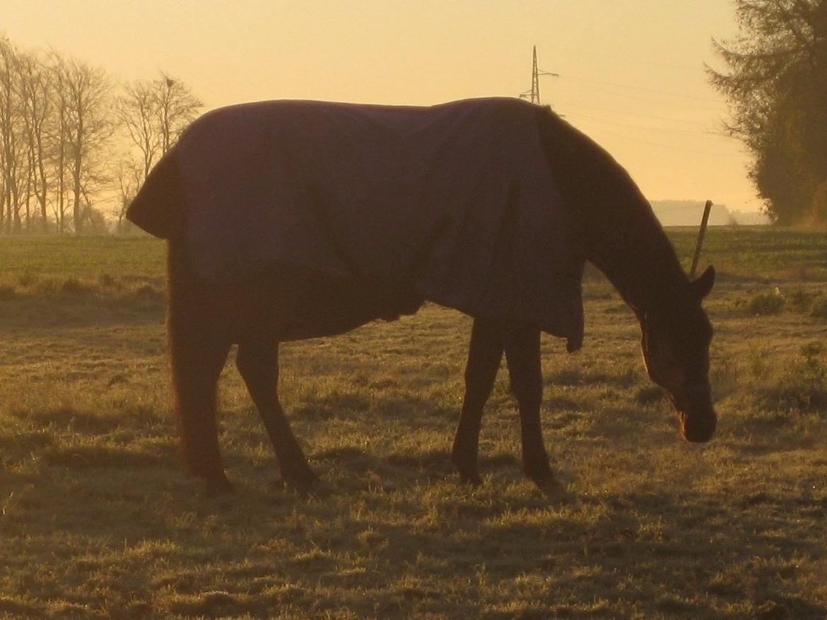 Dansk Varmblod Cowboy-L - en af de skønne morgener i praktik hos Linda (: billede 19