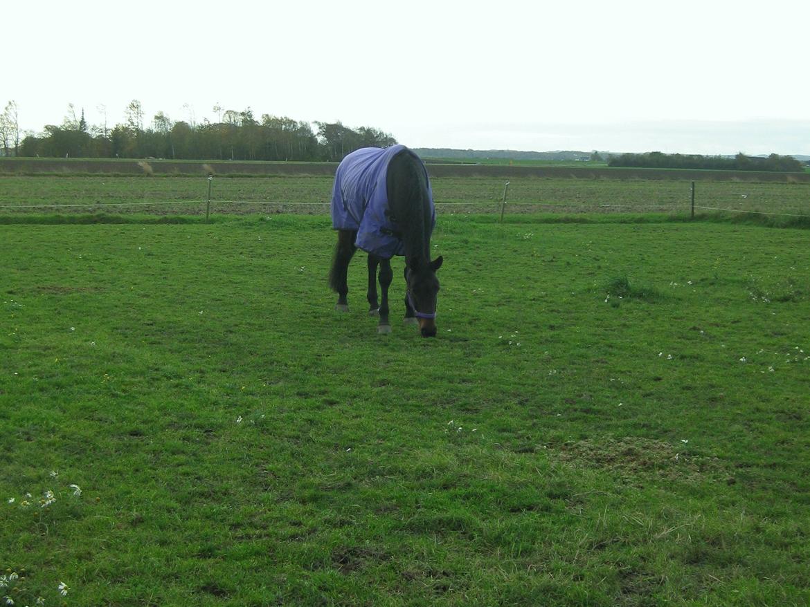 Dansk Varmblod Cowboy-L - praktik hos Linda november 2012 billede 20