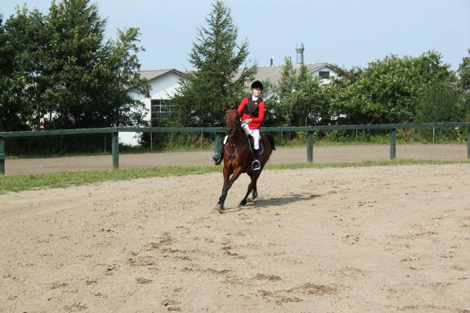 Arabisk fuldblod (OX) Lynet OX - Farsø 2011 :-) billede 4