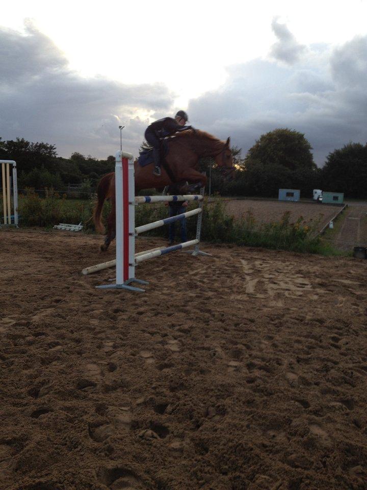 Anden særlig race Elgatzo - Springtræning ved Lorenz Linnet (: her springer vi 130cm! sommer 2012 billede 13