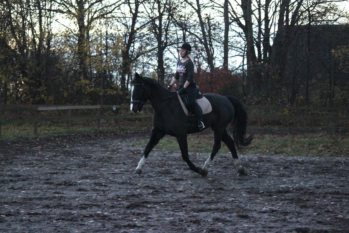 Dansk Varmblod Melissa - If people say you can't, i turn around and say "watch me" - fri trav<3 d. 12 november 2012 billede 13