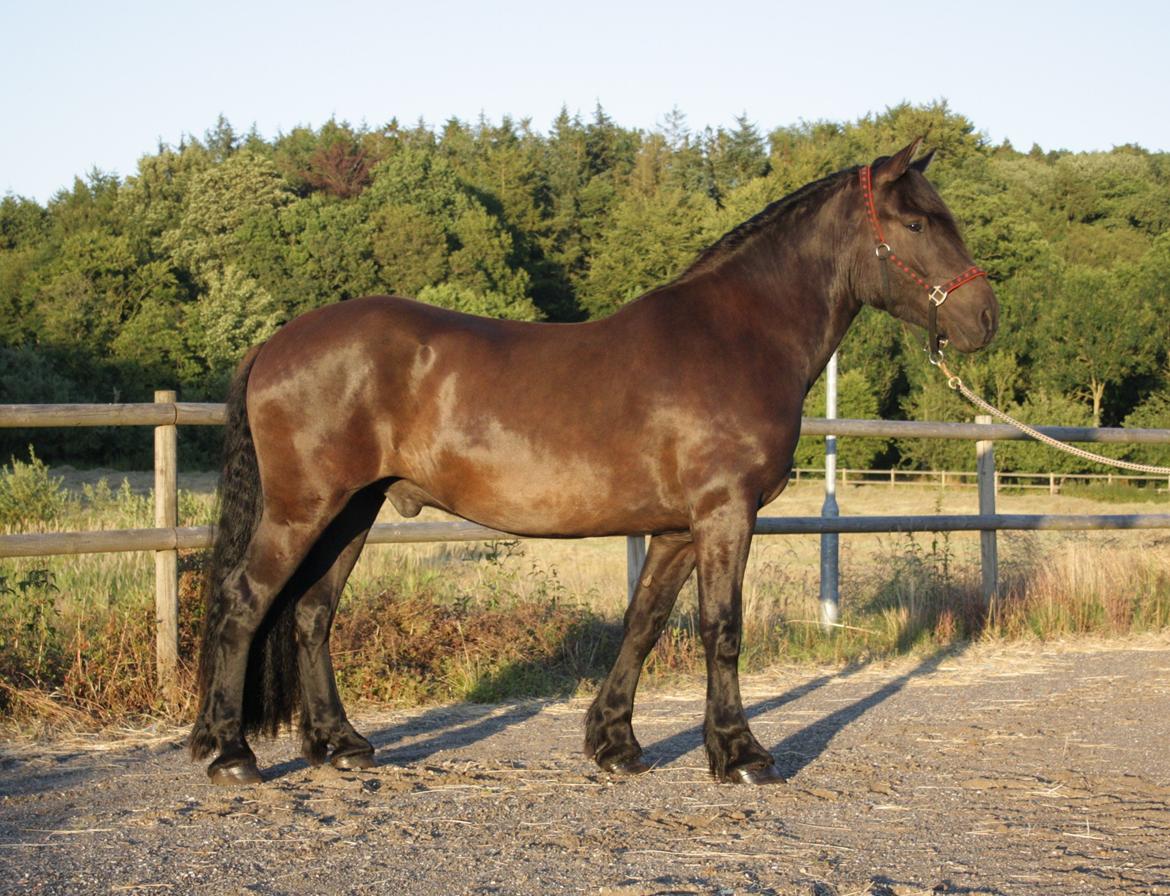 Nordsvensk Skovhest Toke billede 1