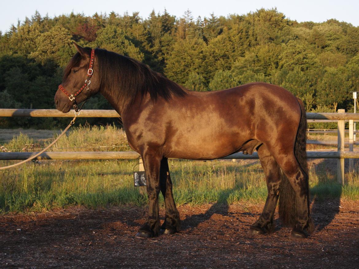 Nordsvensk Skovhest Toke billede 2