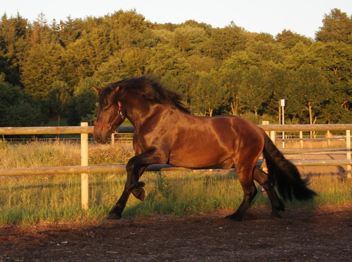 Nordsvensk Skovhest Toke billede 3
