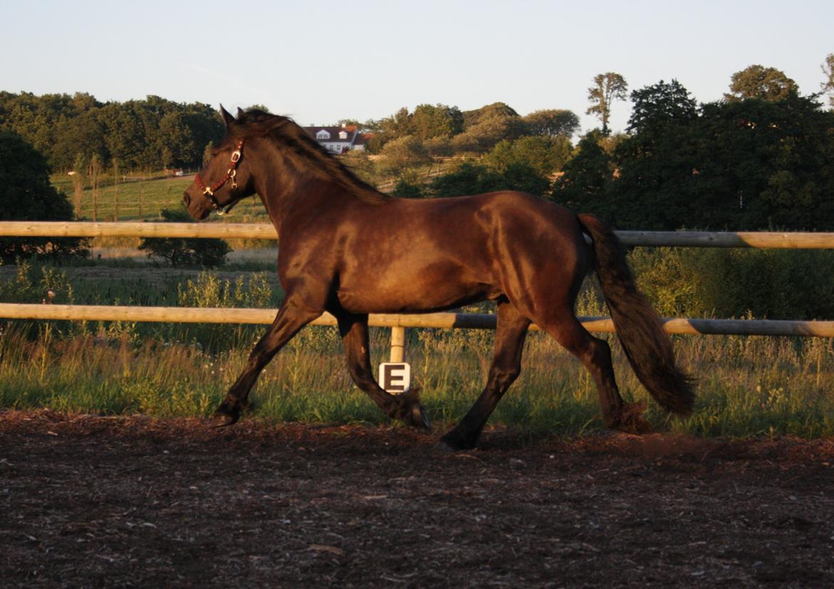 Nordsvensk Skovhest Toke billede 4