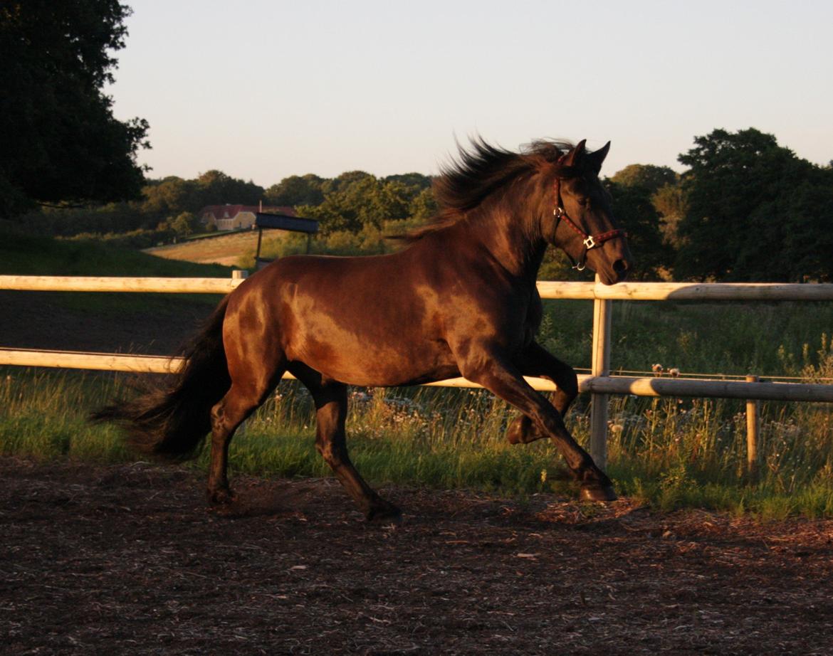Nordsvensk Skovhest Toke billede 5