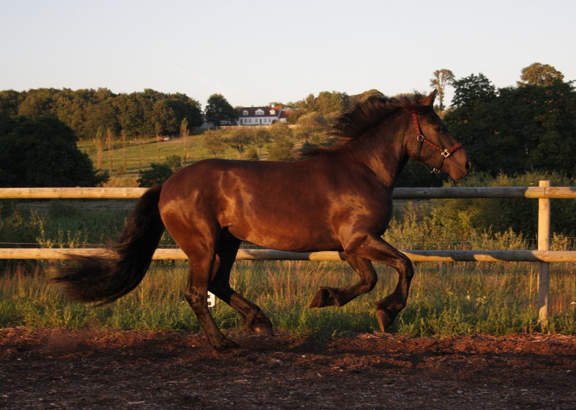 Nordsvensk Skovhest Toke billede 6