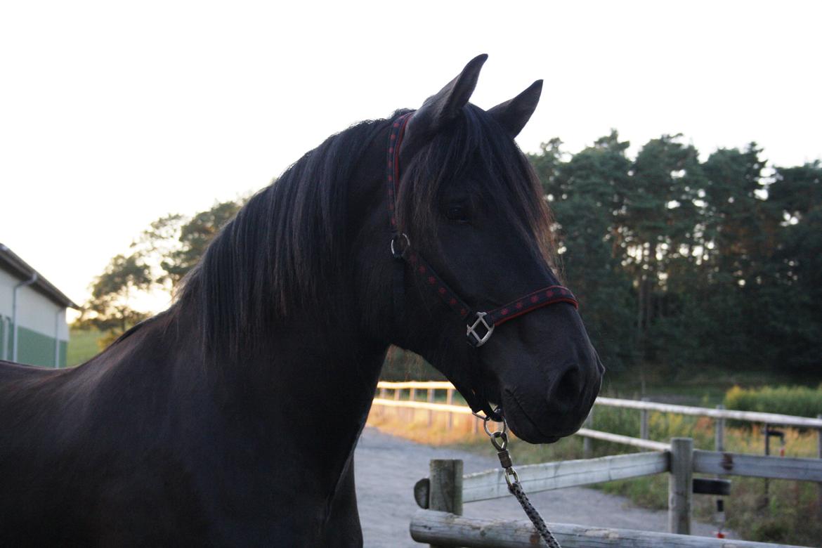 Nordsvensk Skovhest Toke billede 7