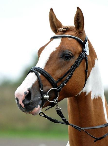 Pinto GP Don Chico Højgård. billede 3