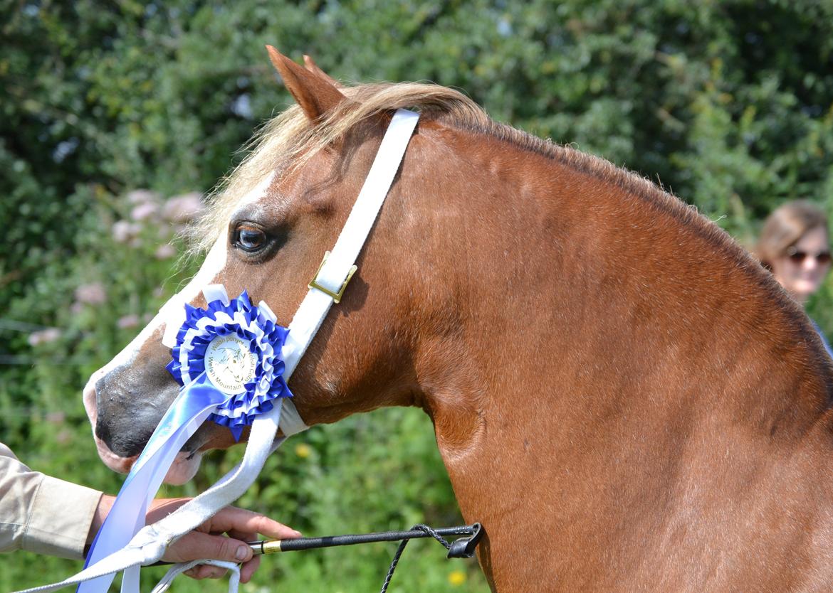Welsh Mountain (sec A) Ceulan Romany - Foto. Zanne Jedig. Her til show billede 5