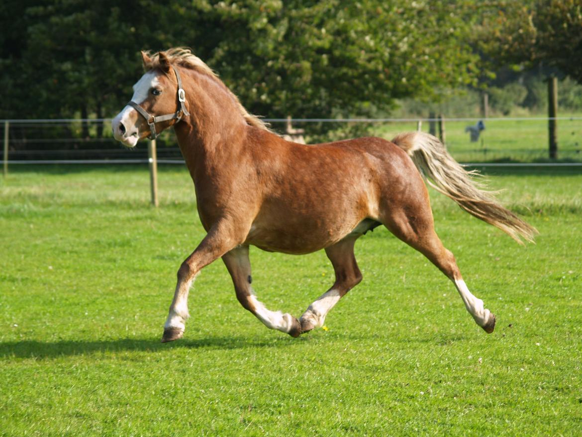 Welsh Mountain (sec A) Ceulan Romany - Foto Zanne Jedig billede 6