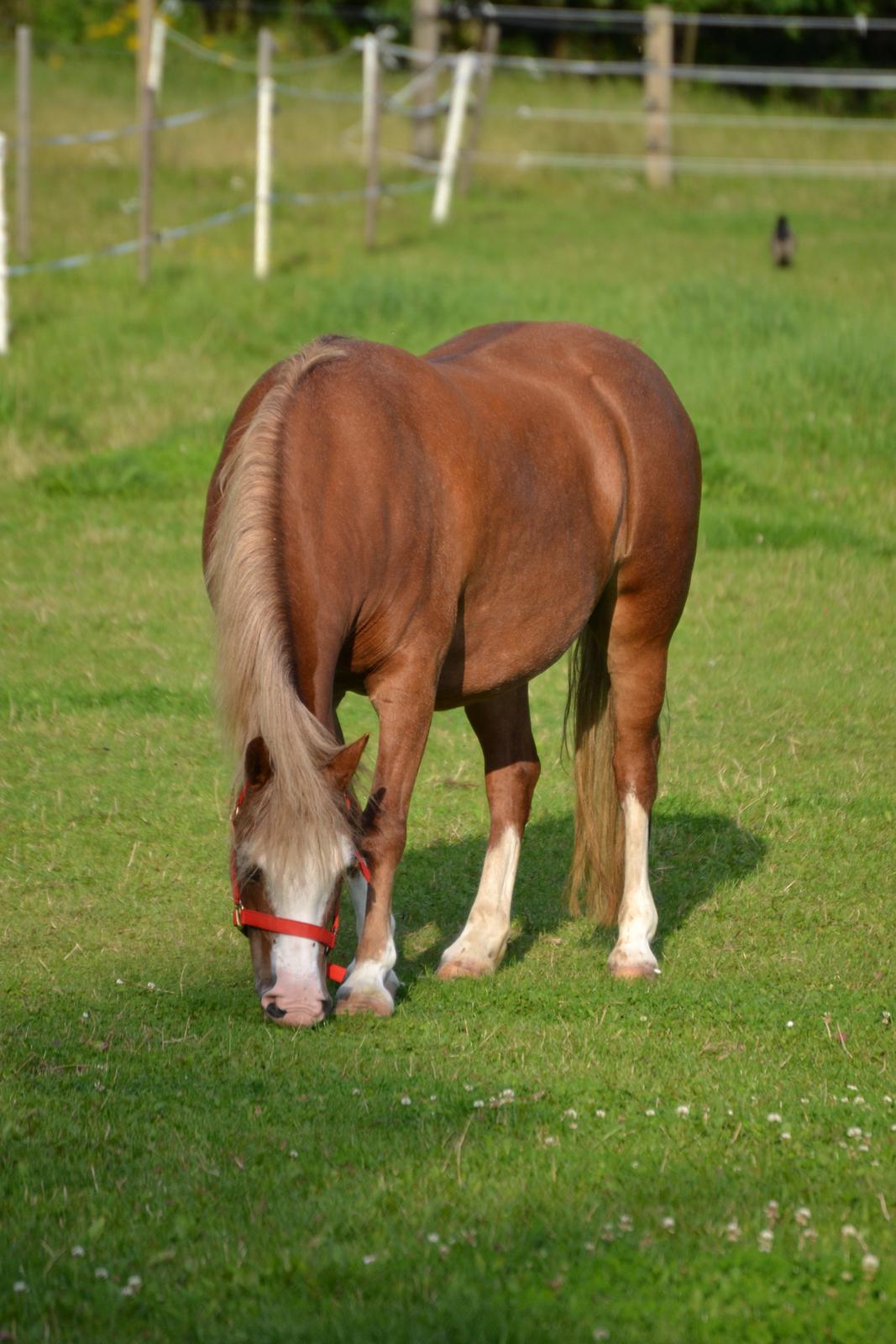 Welsh Mountain (sec A) Ceulan Romany - Foto: Zanne Jedig billede 10