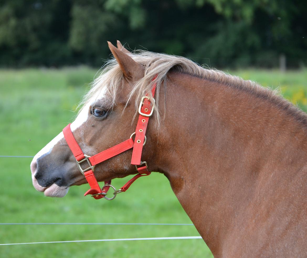 Welsh Mountain (sec A) Ceulan Romany - Foto: Zanne Jedig billede 11