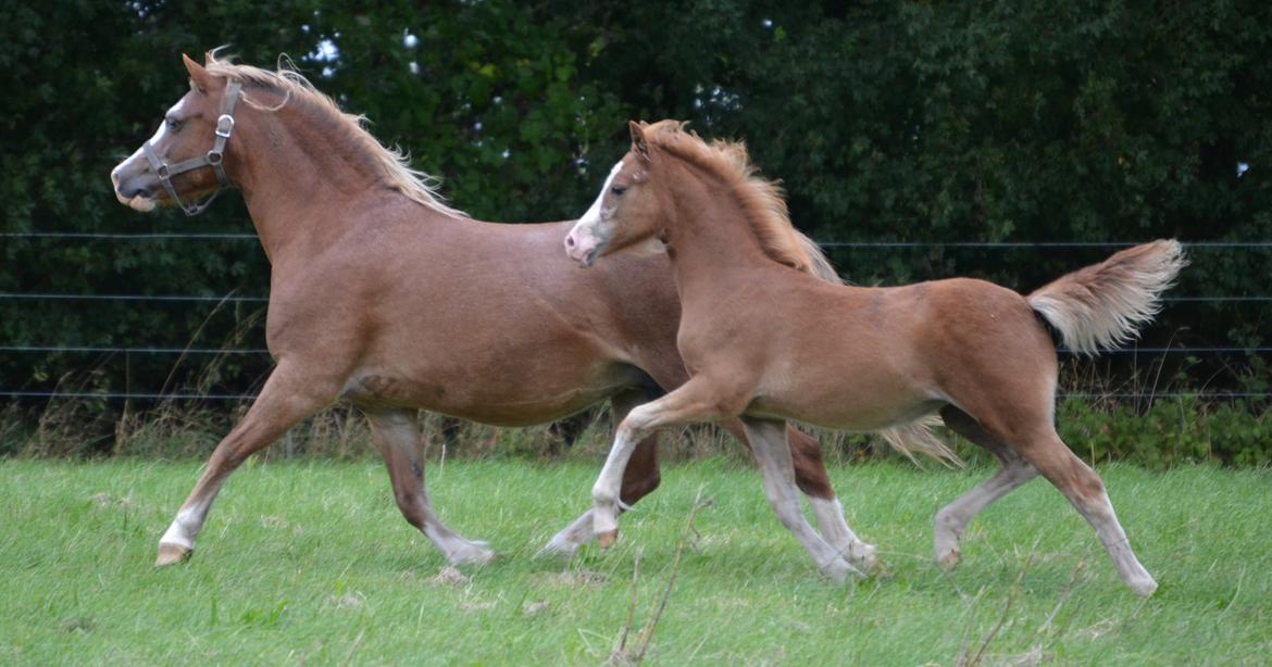 Welsh Mountain (sec A) Ceulan Romany - Foto: Zanne Jedig. Her sammen med sit føl romana billede 12