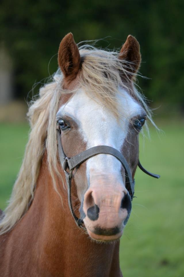 Welsh Mountain (sec A) Ceulan Romany - Foto. Zanne Jedig billede 13