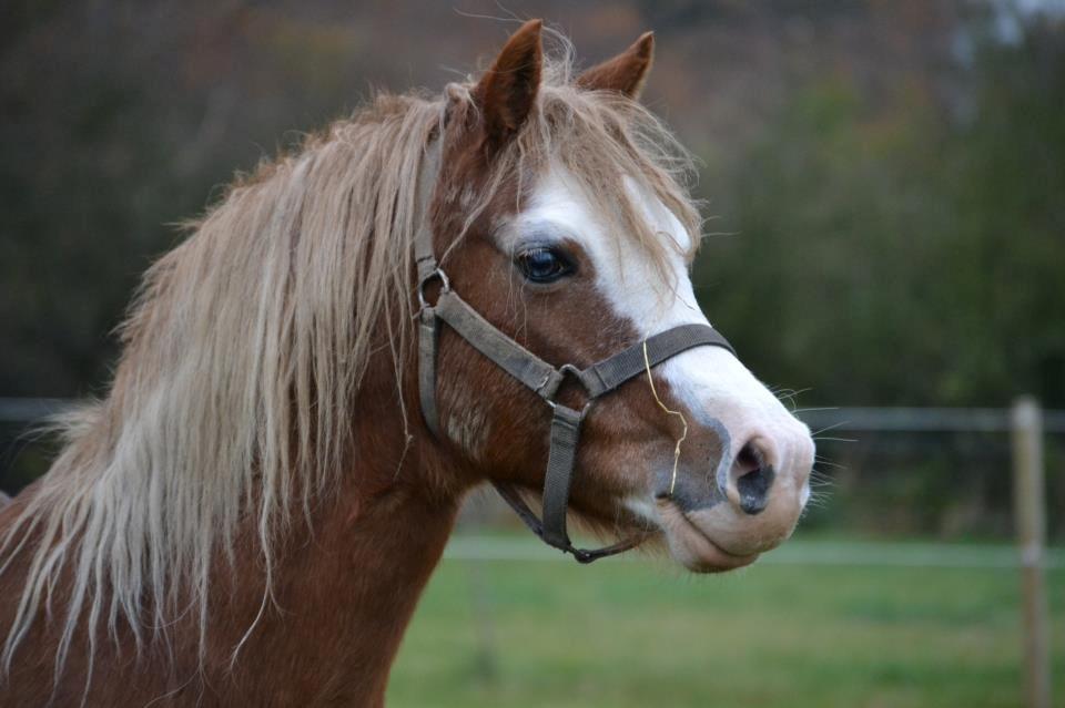 Welsh Mountain (sec A) Ceulan Romany - Foto: Zanne Jedig Det er fra nov 2012 billede 14