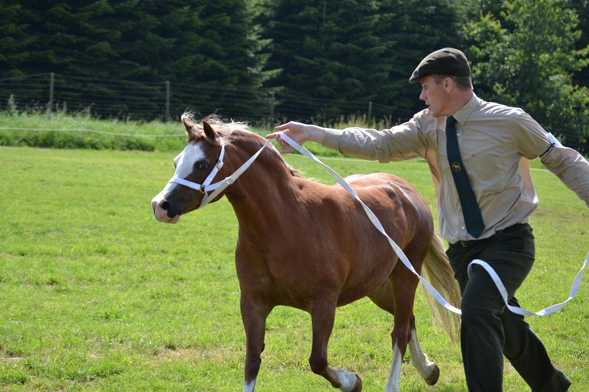 Welsh Mountain (sec A) Ceulan Romany - Foto: Zanne Jedig. Her til show billede 15